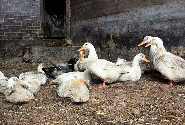 prisma 3.0 poltek sci 2025