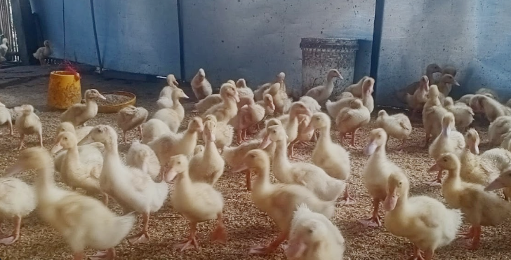 prisma 3.0 poltek sci 2025