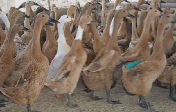 prisma 3.0 poltek sci 2025